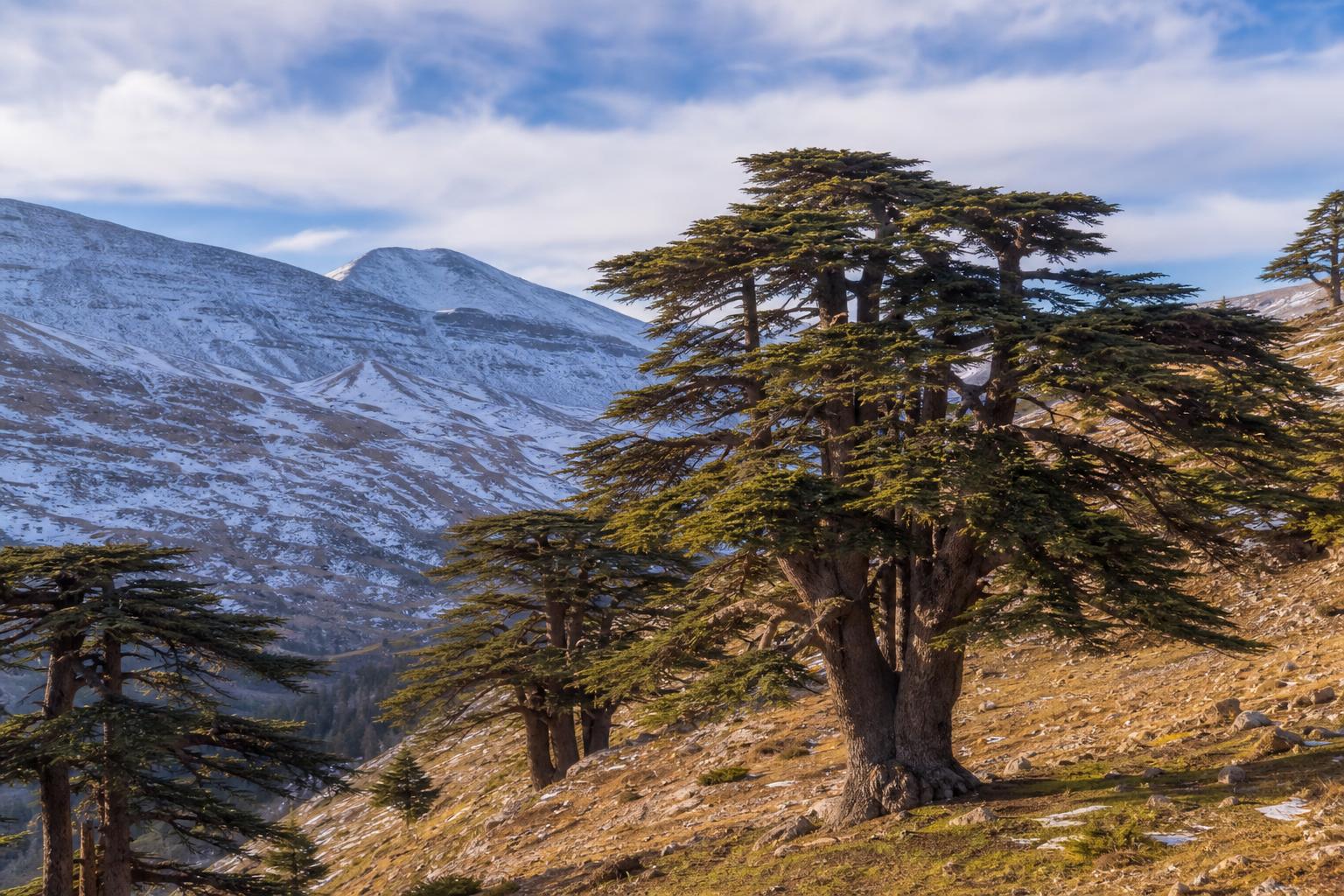 The Cedars · Arz